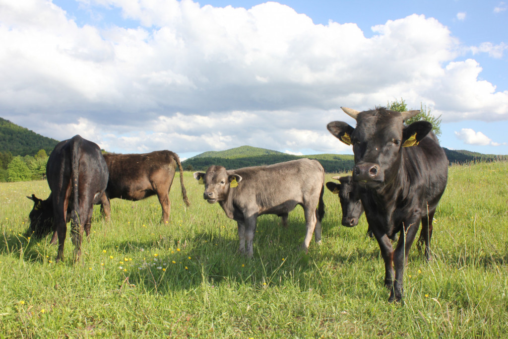 V naših zemljepisnih širinah je govedo pasme dahomey najbolj srečno na pašniku ali v odprtih hlevih.<br><br>
